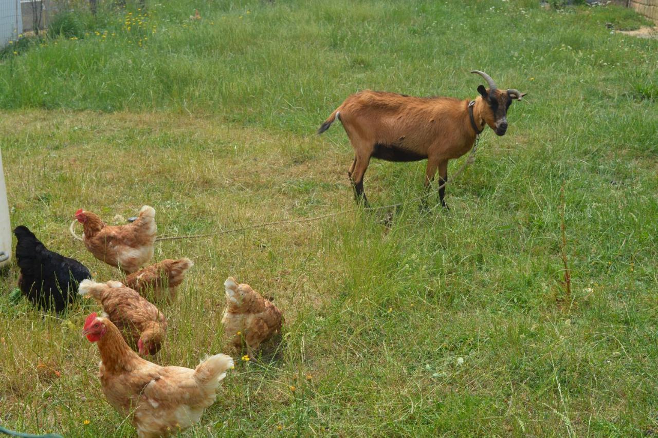 Detente Et Confort - Gite Baie Bocage Sartilly-Baie-Bocage Exteriör bild